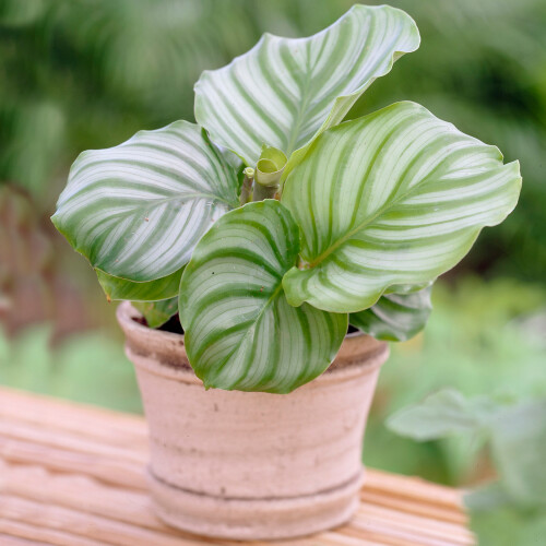 Gardeners Dream Calathea Orbifolia (12cm) V3 1