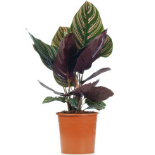 Calathea Ornata (14cm)