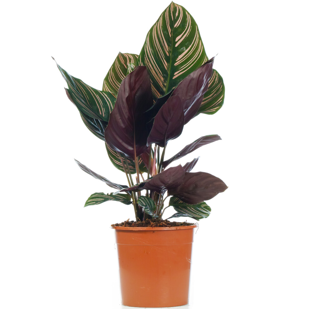 Gardeners Dream Calathea Ornata (14Cm)