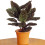 Gardeners Dream Calathea Ornata (14cm) V1 2