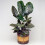 Gardeners Dream Calathea Ornata (14cm) V2 2