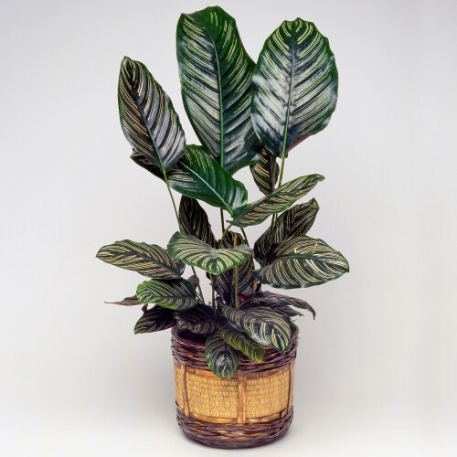 Gardeners Dream Calathea Ornata (14cm) V2