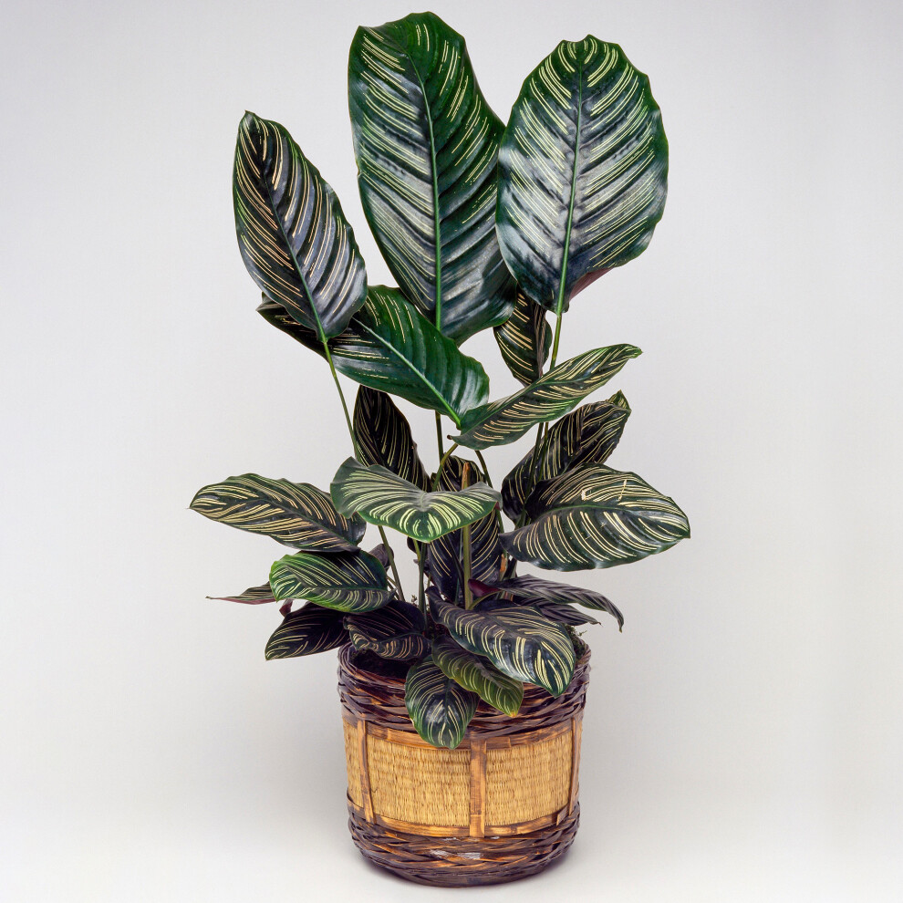 Gardeners Dream Calathea Ornata (14Cm) V2
