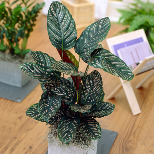Gardeners Dream Calathea Ornata (14cm) V3