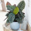 Gardeners Dream Calathea Ornata (14cm) V4 1