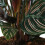 Gardeners Dream Calathea Ornata (14cm) V5 4