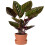 Gardeners Dream Calathea Ornata (14cm) V5 1
