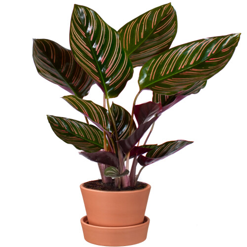 Gardeners Dream Calathea Ornata (14cm) V5 1
