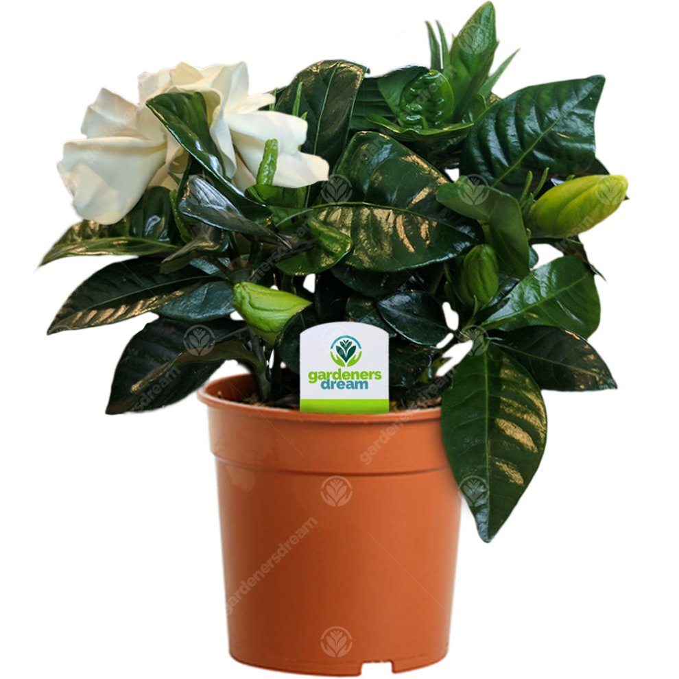 Gardeners Dream Gardenia Jasminoides (9Cm)