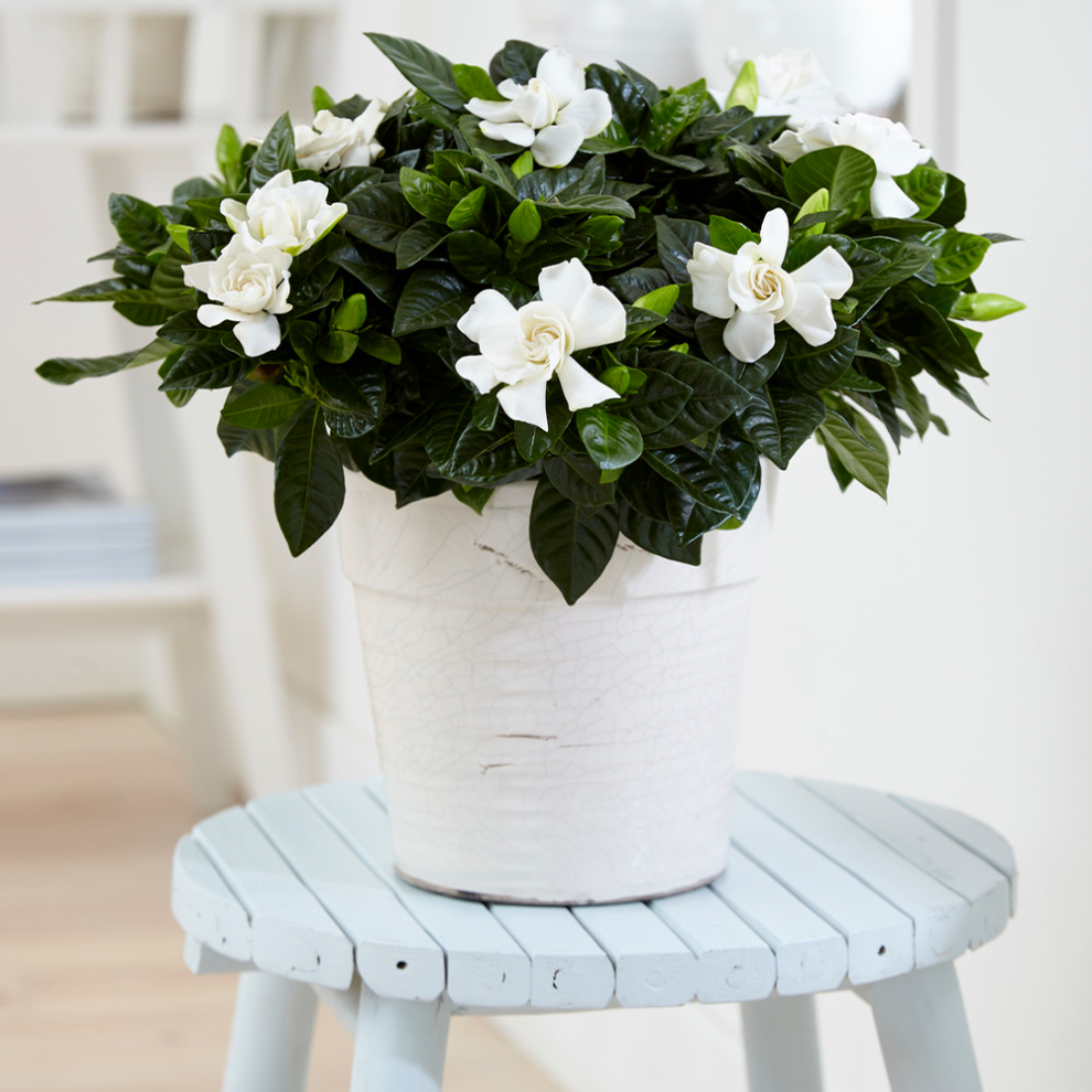 Gardeners Dream Gardenia Jasminoides (9Cm, V3)