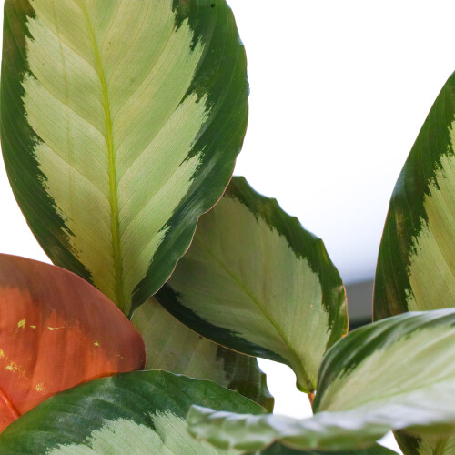 Gardeners Dream Calathea Picturata (12cm) 2