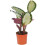 Gardeners Dream Calathea Picturata (12cm) 1