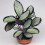 Gardeners Dream Calathea Picturata (12cm) V1 1