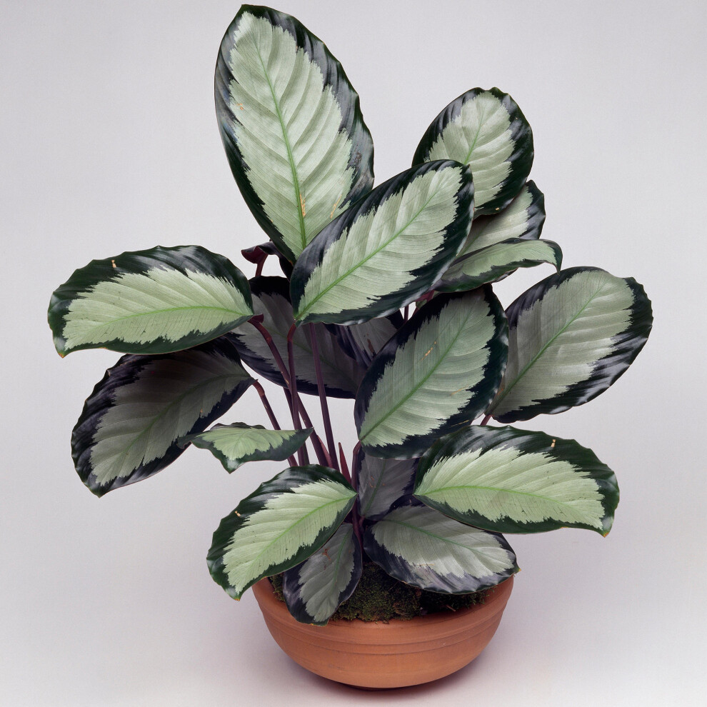 Gardeners Dream Calathea Picturata (12Cm) V1