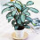Gardeners Dream Calathea Picturata (12cm) V3 2