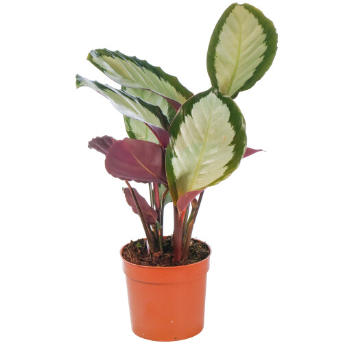 Gardeners Dream Calathea Picturata (12cm) V3 2