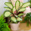 Gardeners Dream Calathea Picturata (12cm) V4 1