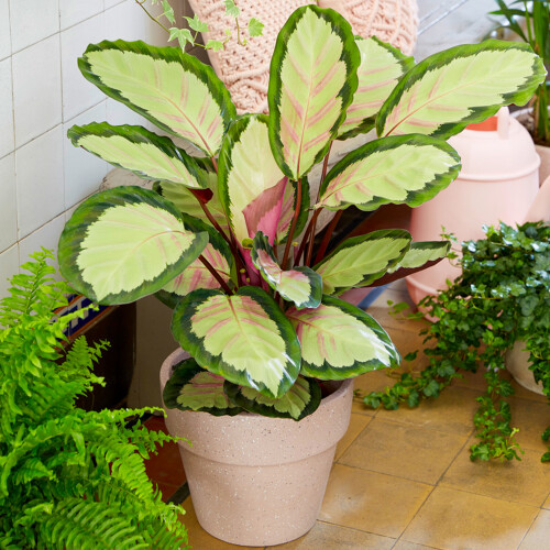 Gardeners Dream Calathea Picturata (12cm) V4