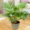 Gardeners Dream Livistona Palm (12cm, V2) 2