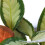 Gardeners Dream Calathea Picturata (12cm) V2 4