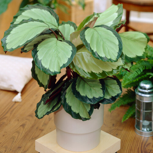 Gardeners Dream Calathea Picturata (12cm) V2 1
