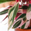 Gardeners Dream Calathea Triostar (14cm) 3