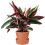 Gardeners Dream Calathea Triostar (14cm) V1 1