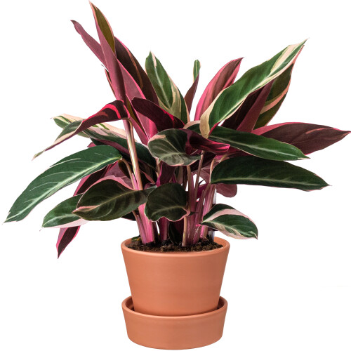 Gardeners Dream Calathea Triostar (14cm) V1 1