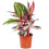 Gardeners Dream Calathea Triostar (14cm) V2 3