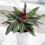 Gardeners Dream Calathea Triostar (14cm) V2 2