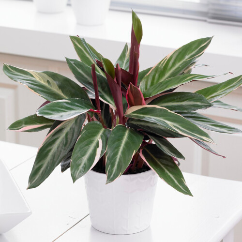 Gardeners Dream Calathea Triostar (14cm) V2 1