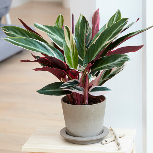 Gardeners Dream Calathea Triostar (14cm) V3