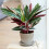 Gardeners Dream Calathea Triostar (14cm) V3 2