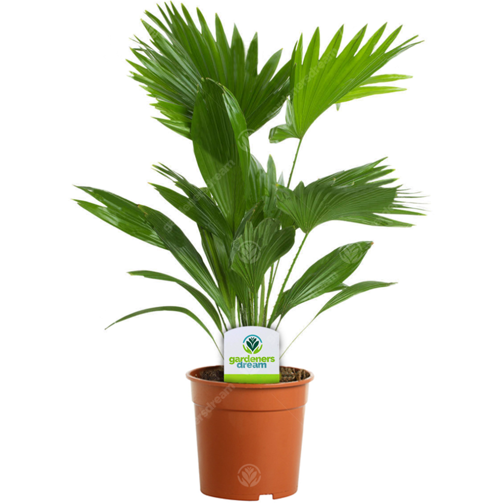 Gardeners Dream Livistona Mix (15Cm)