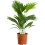 Gardeners Dream Livistona Mix (15cm) 2