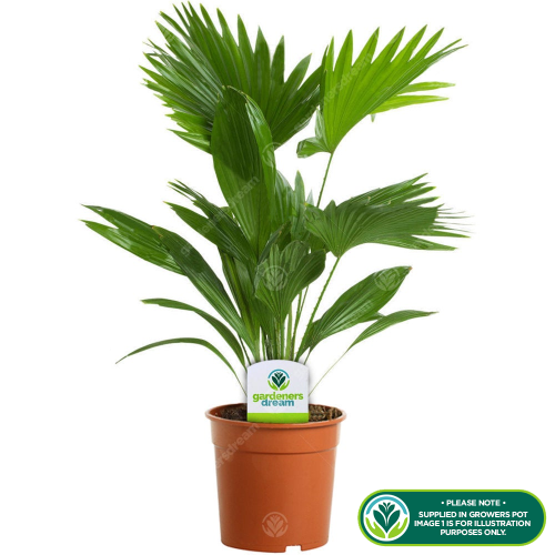 Gardeners Dream Livistona Palm (12cm, V3) 2