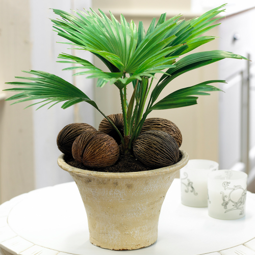 Gardeners Dream Livistona Palm (12cm, V3) 1