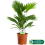 Gardeners Dream Livistona Palm (12cm, V4) 3
