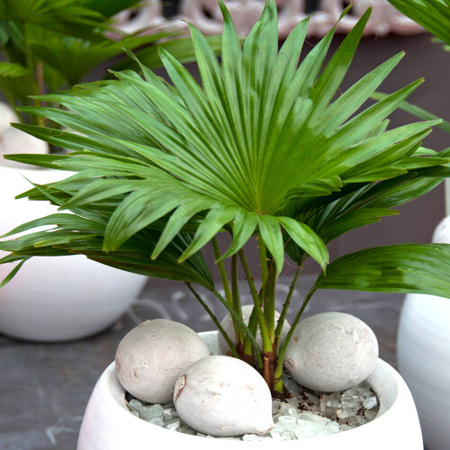 Gardeners Dream Livistona Palm (12cm, V4) 1