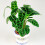 Gardeners Dream Calathea Zebrina (12cm) V1 1