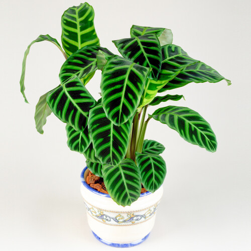 Gardeners Dream Calathea Zebrina (12cm) V1 1