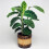 Gardeners Dream Calathea Zebrina (12cm) V2 1
