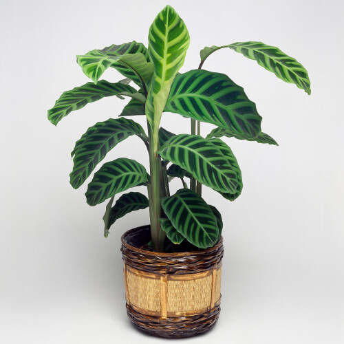 Gardeners Dream Calathea Zebrina (12cm) V2 1