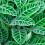 Gardeners Dream Calathea Zebrina (12cm) V3 2