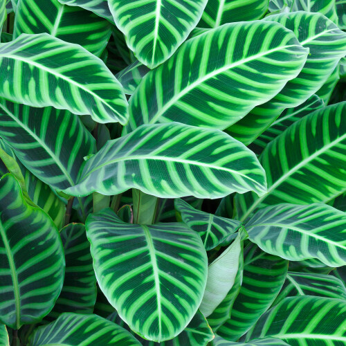 Gardeners Dream Calathea Zebrina (12cm) V3
