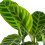 Gardeners Dream Calathea Zebrina (12cm) V4 4