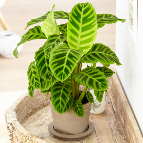 Gardeners Dream Calathea Zebrina (12cm) V4