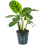 Gardeners Dream Calathea Zebrina (12cm) V4 3