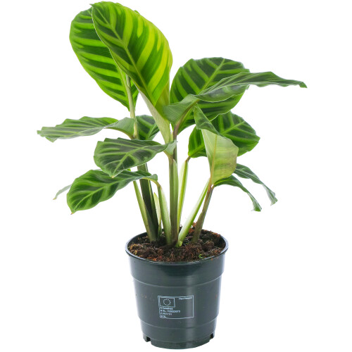 Gardeners Dream Calathea Zebrina (12cm) V4 2