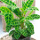 Gardeners Dream Calathea Zebrina (12cm) V5 1